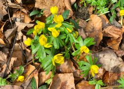 Winterlinge  Gelbe Pracht In Jena 2024 29